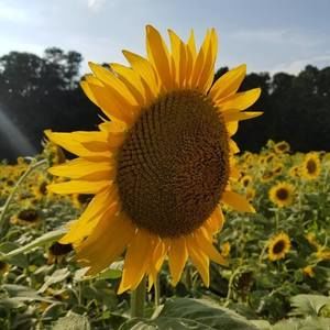 Meet your Posher, Amie